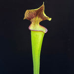 Sarracenia ( leucophylla “Red & White” x minor ‘Giant’ ) x flava var. ornata “Bulloch Co” DG