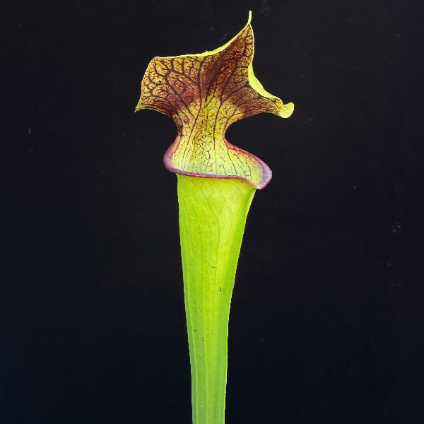 Sarracenia ( leucophylla “Red & White” x minor ‘Giant’ ) x flava var. ornata “Bulloch Co” DG