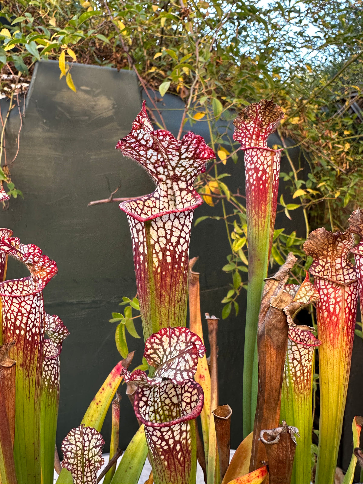 Sarracenia pitchers growing in an outdoor setting 