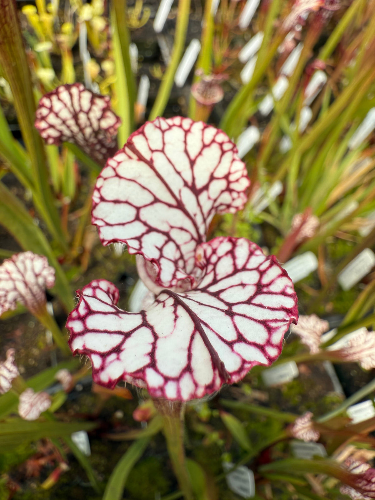 Sarracenia leucophylla Splinter Hill, Baldwin Co, AL Pitcher Plant