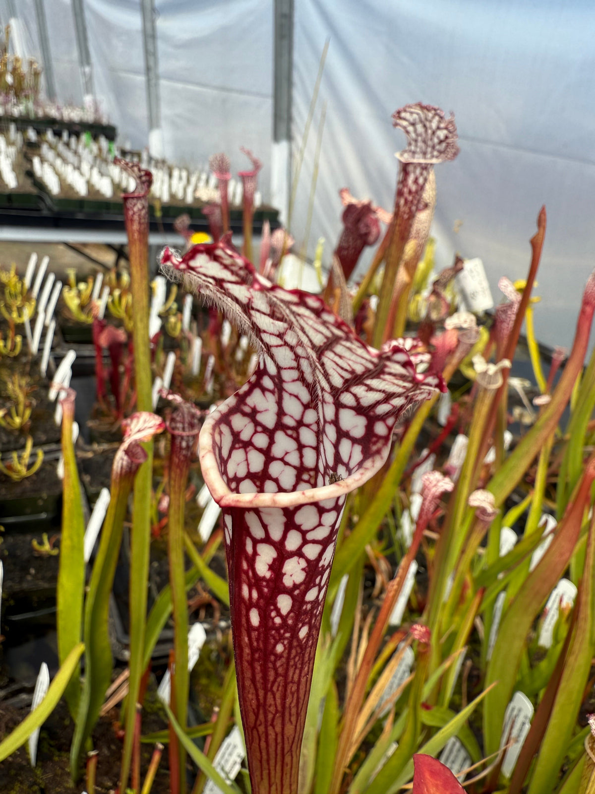 Sarracenia leucophylla Splinter Hill, Baldwin Co, AL Pitcher Plant