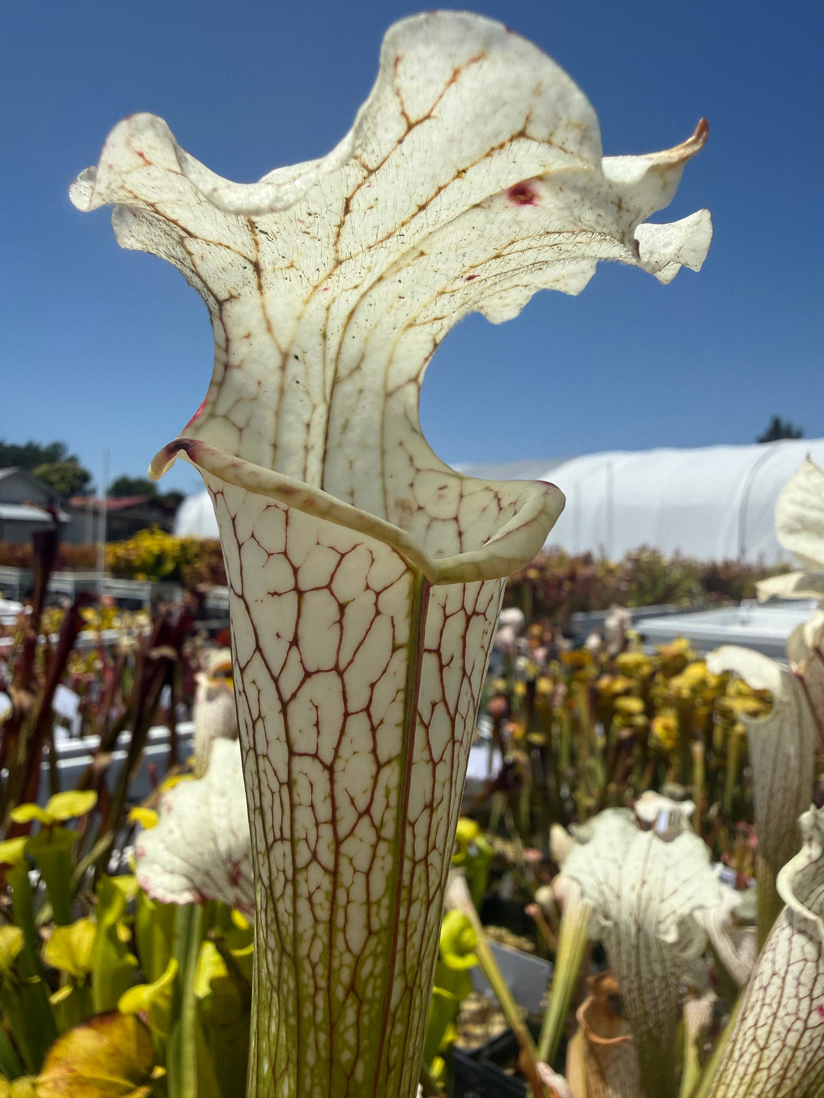 Sarracenia leucophylla Stretch x Solid White pitcher plant