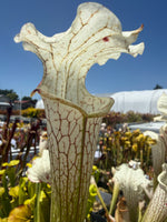 Sarracenia leucophylla Stretch x Solid White pitcher plant