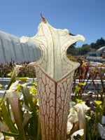 Sarracenia leucophylla Stretch x Solid White pitcher plant