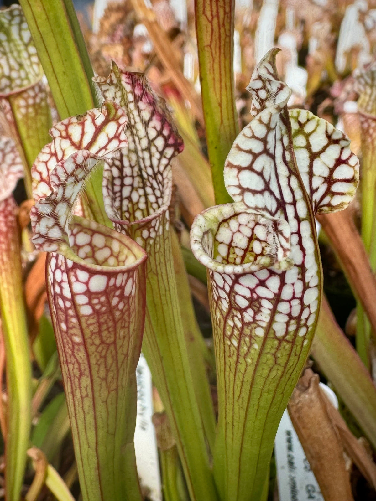 Sarracenia leucophylla Sumter Co, GA Pitcher Plant