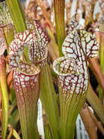 Sarracenia leucophylla Sumter Co, GA Pitcher Plant
