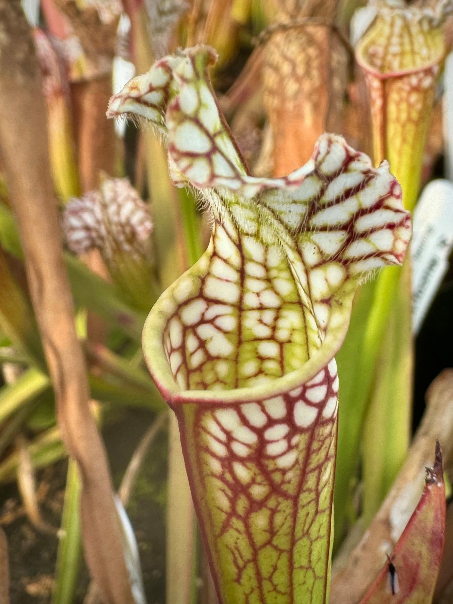 Sarracenia leucophylla Sumter Co, GA Pitcher Plant