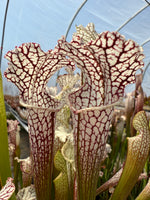 Sarracenia leucophylla Washington County 