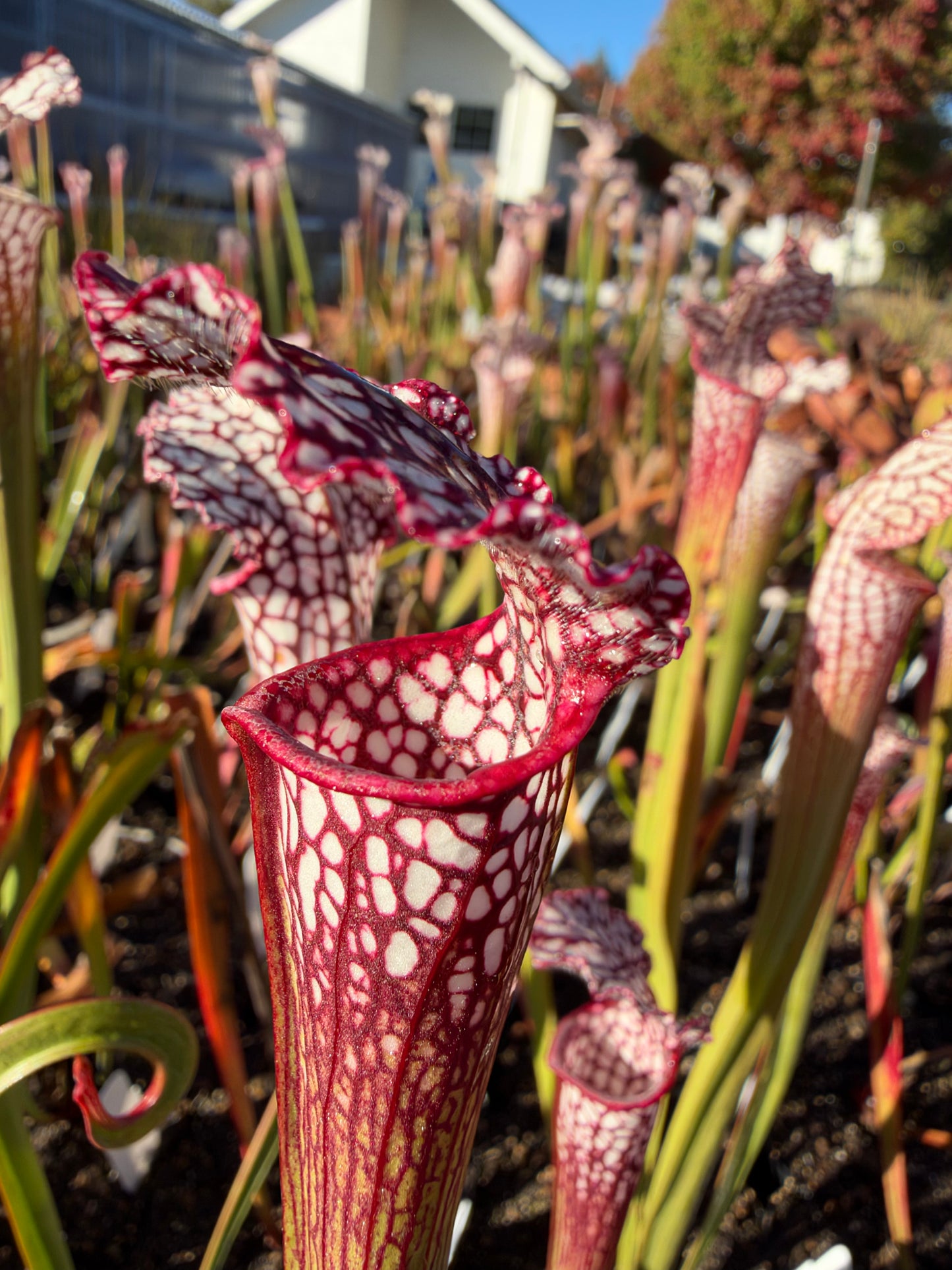 A sarracenia pitcher grows in an outdoor setting