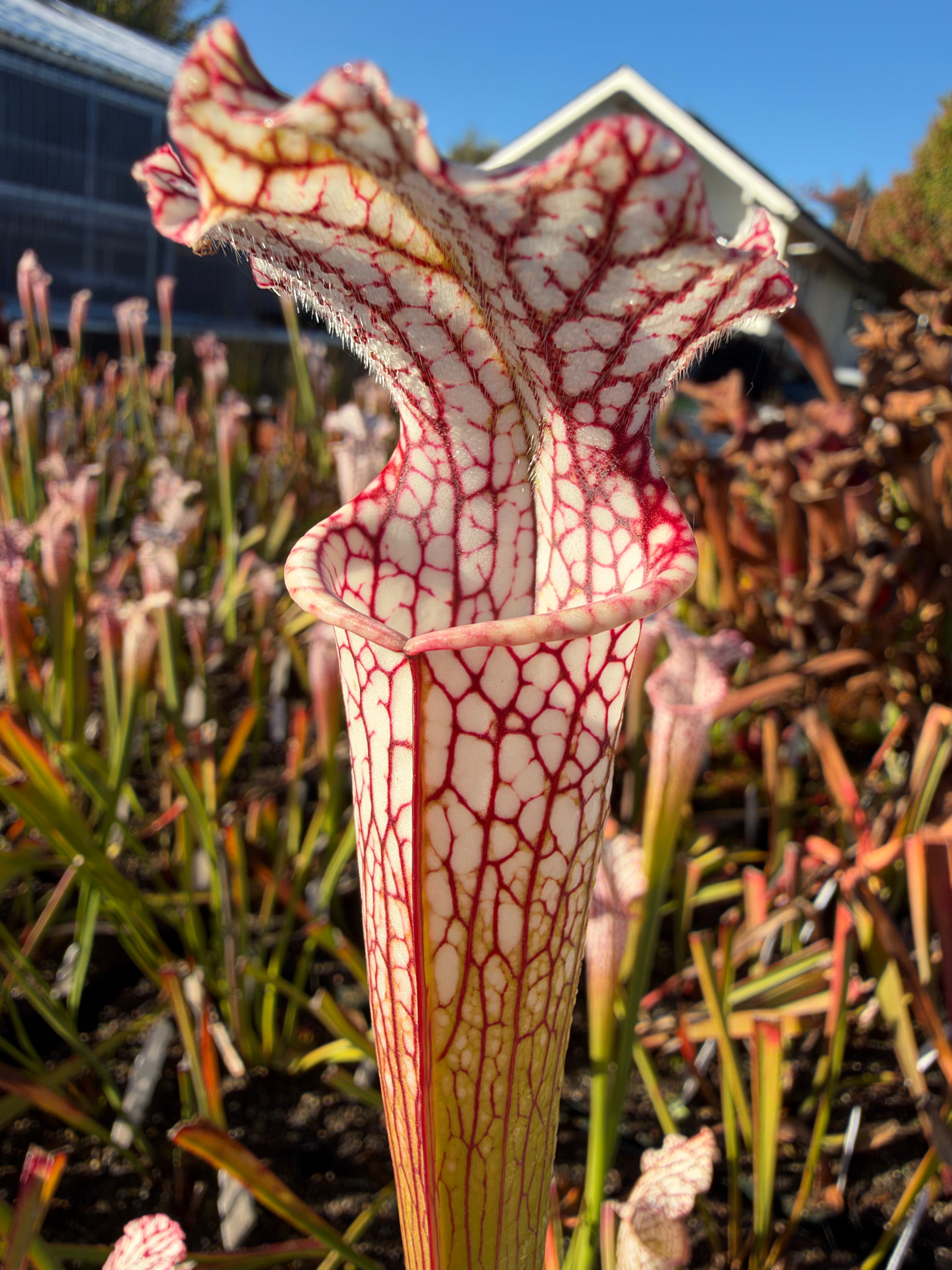 A sarracenia leucophylla pitcher grows in an outdoor setting