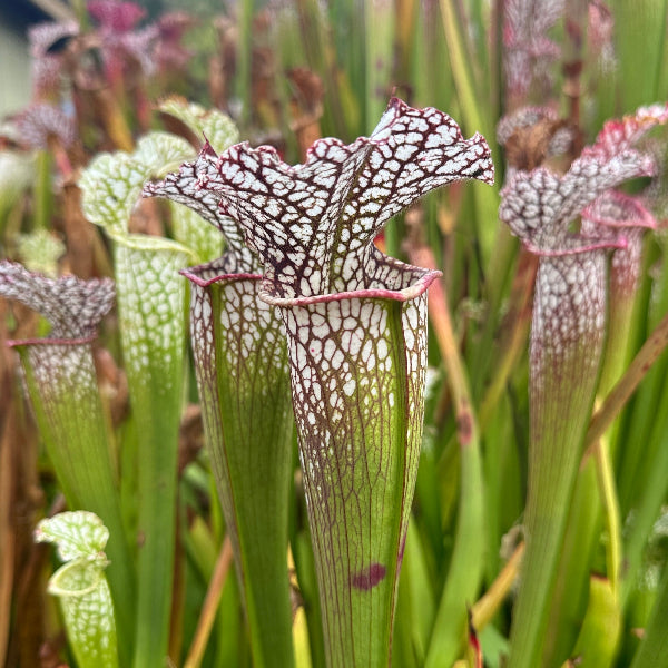 Sarracenia leucophylla “Widemouth”