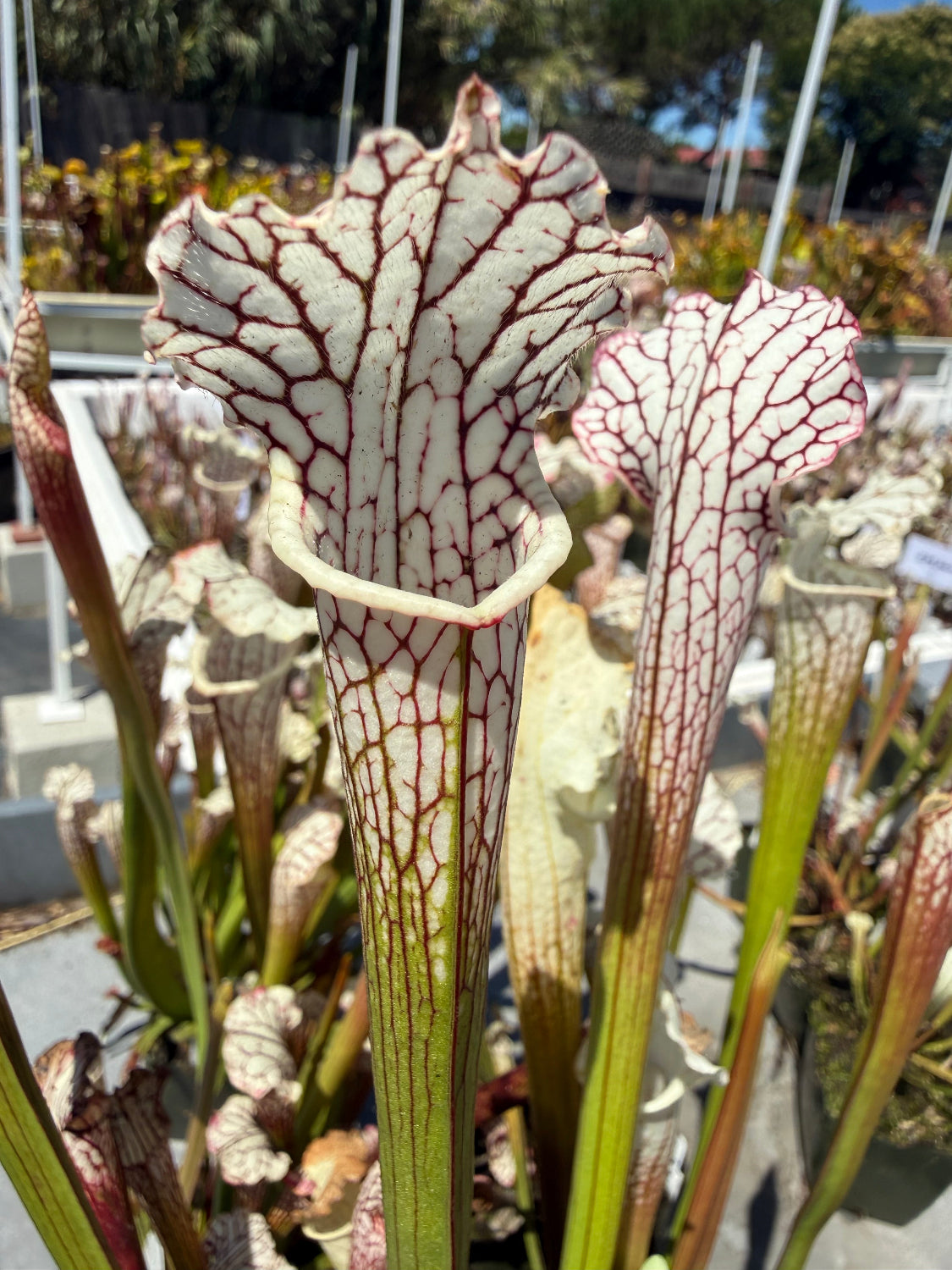 Sarracenia leucophylla alba yellow flower Pitcher Plant