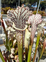 Sarracenia leucophylla alba yellow flower Pitcher Plant