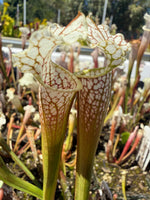 Sarracenia leucophylla alba yellow flower Pitcher Plant