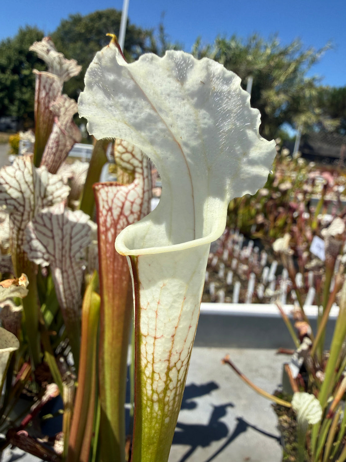 Sarracenia leucophylla alba yellow flower Pitcher Plant