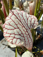 Sarracenia leucophylla alba yellow flower Pitcher Plant