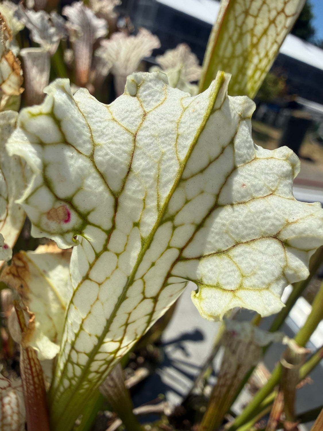 Sarracenia leucophylla alba yellow flower Pitcher Plant