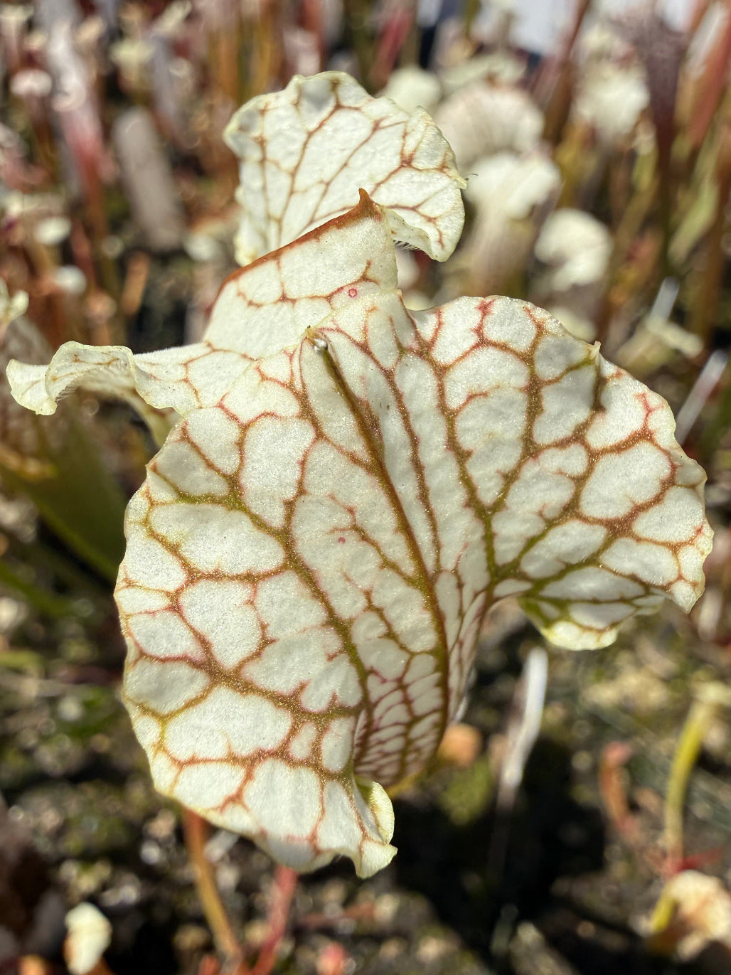 Sarracenia leucophylla alba yellow flower Pitcher Plant