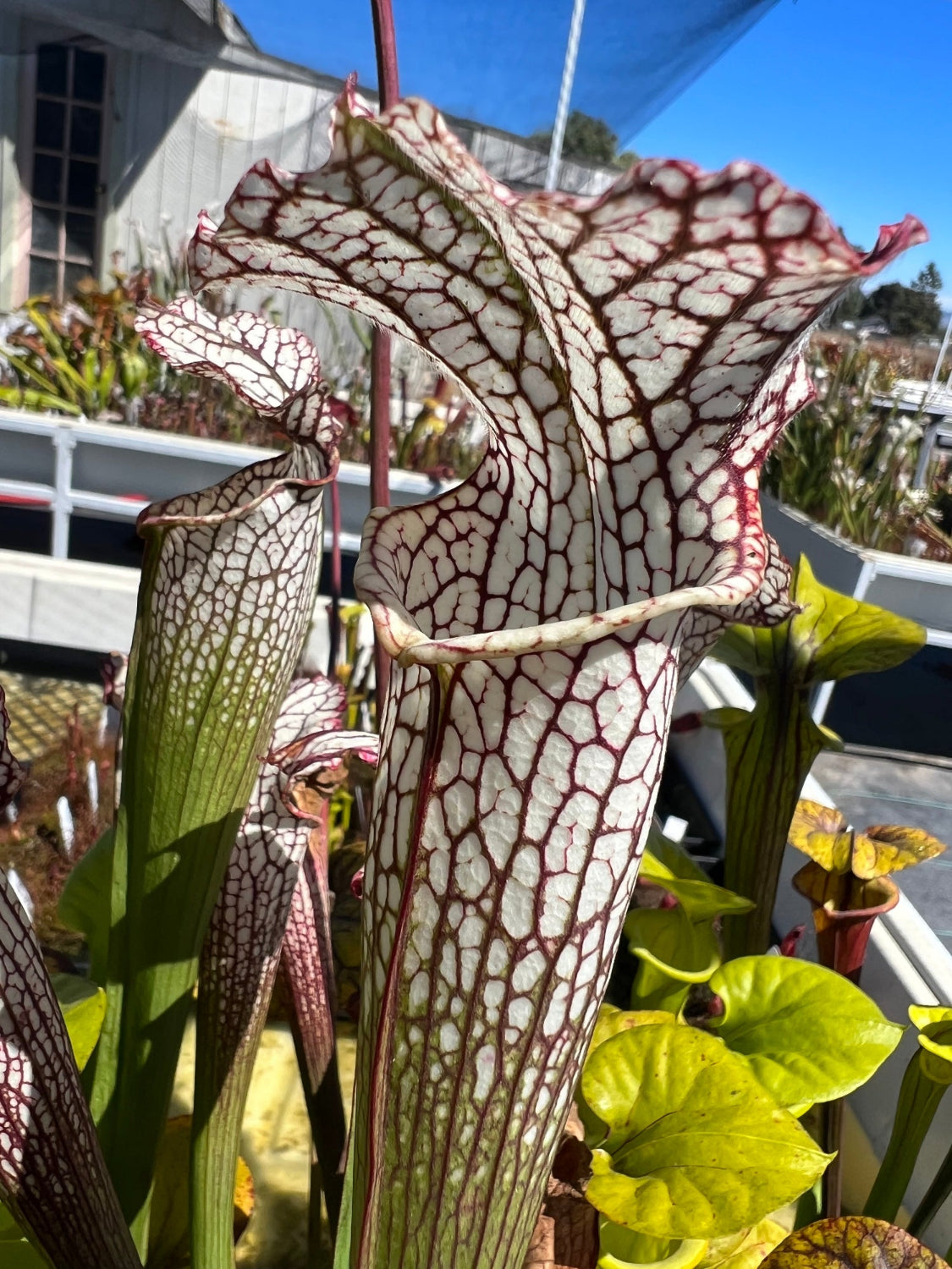 Close-up of a Sarracenia pitcher plant with white tubular pitchers covered in dark red web-like veins, surrounded by green leaves and stems in an outdoor setting.