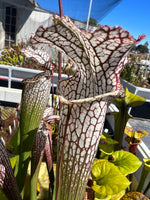 Close-up of a Sarracenia pitcher plant with white tubular pitchers covered in dark red web-like veins, surrounded by green leaves and stems in an outdoor setting.