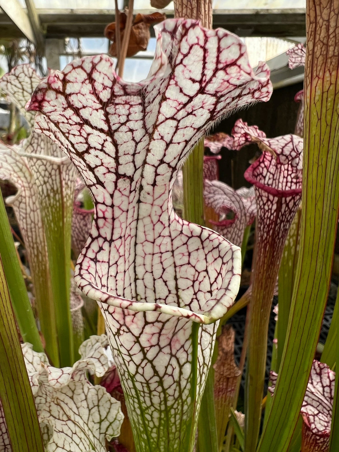 Close-up of a white and red pitcher plant with a blurred background
