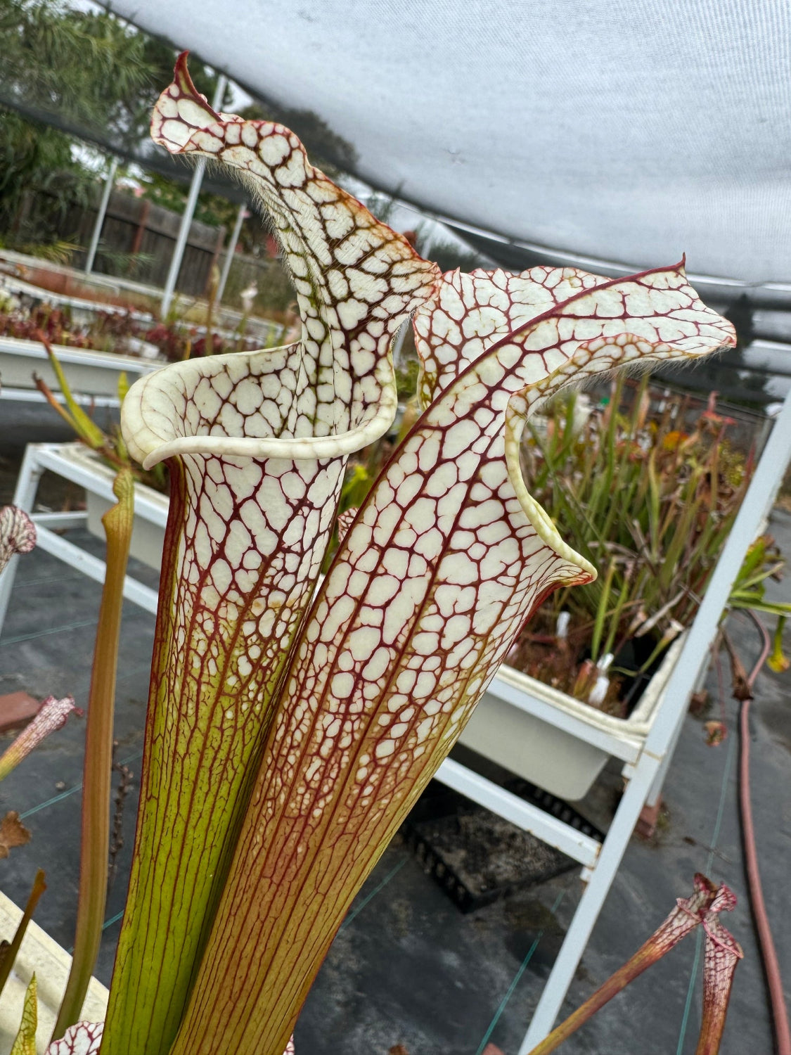 Close-up of two Sarracenia pitcher plants with cream-colored tubular traps covered in reddish-brown venation, growing in a greenhouse setting.