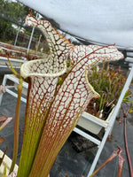 Close-up of two Sarracenia pitcher plants with cream-colored tubular traps covered in reddish-brown venation, growing in a greenhouse setting.