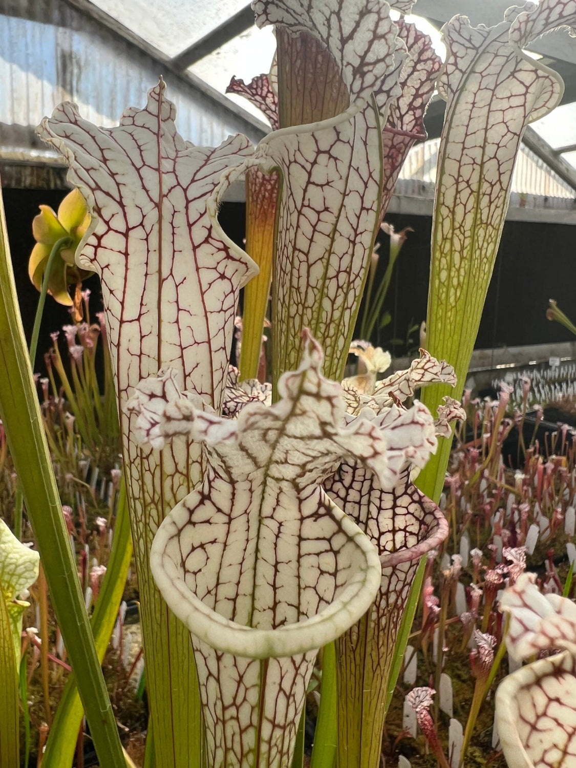 A close-up of several Sarracenia pitcher plants with pale cream to off-white tubular leaves covered in dark red vein-like patterns, set in a greenhouse or nursery with other plants and a translucent roof visible in the background.