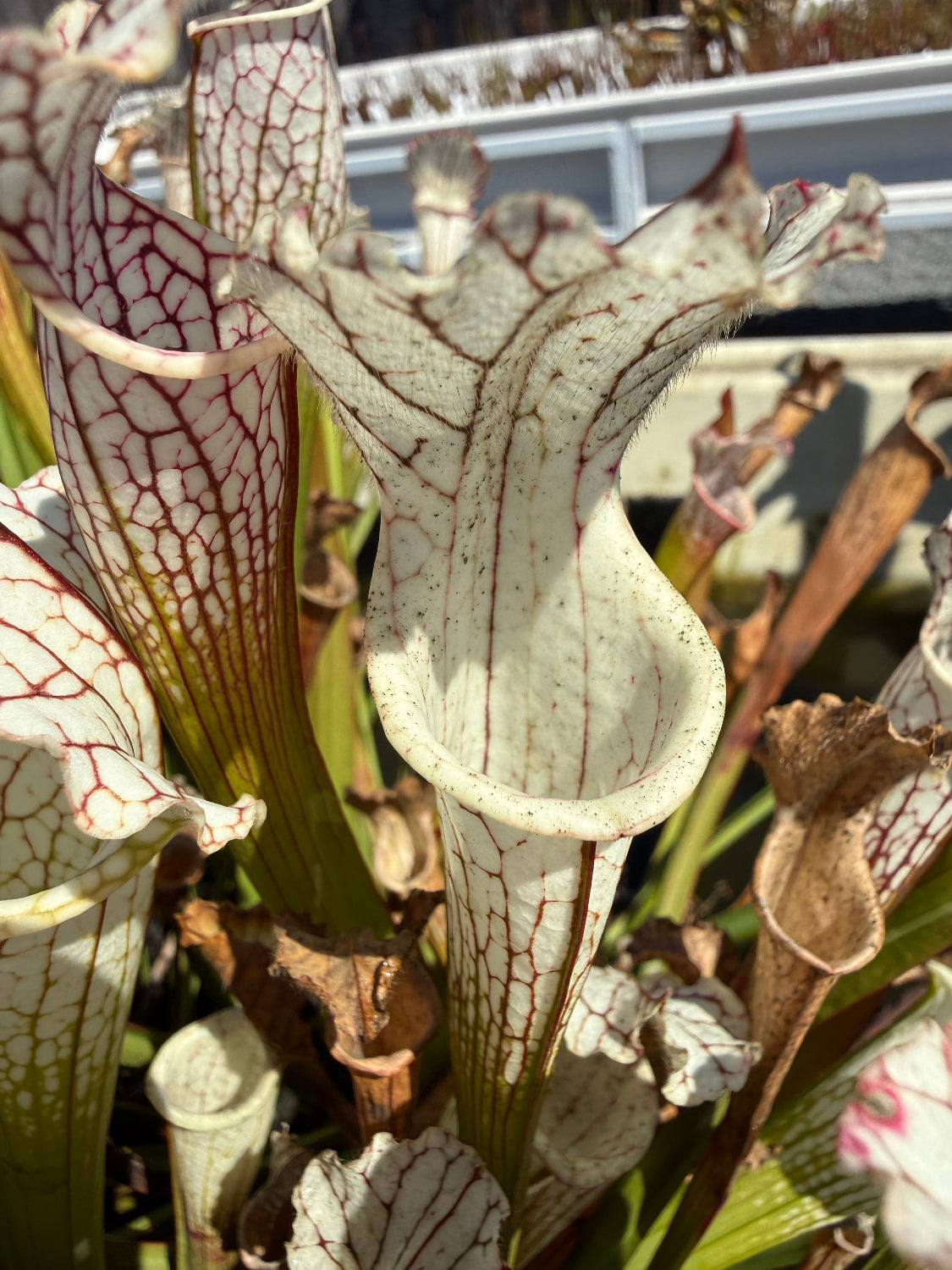 Close-up of several pitcher plants with pale off-white tubular leaves covered in fine red veins and green stems, photographed outdoors with blurred background elements.