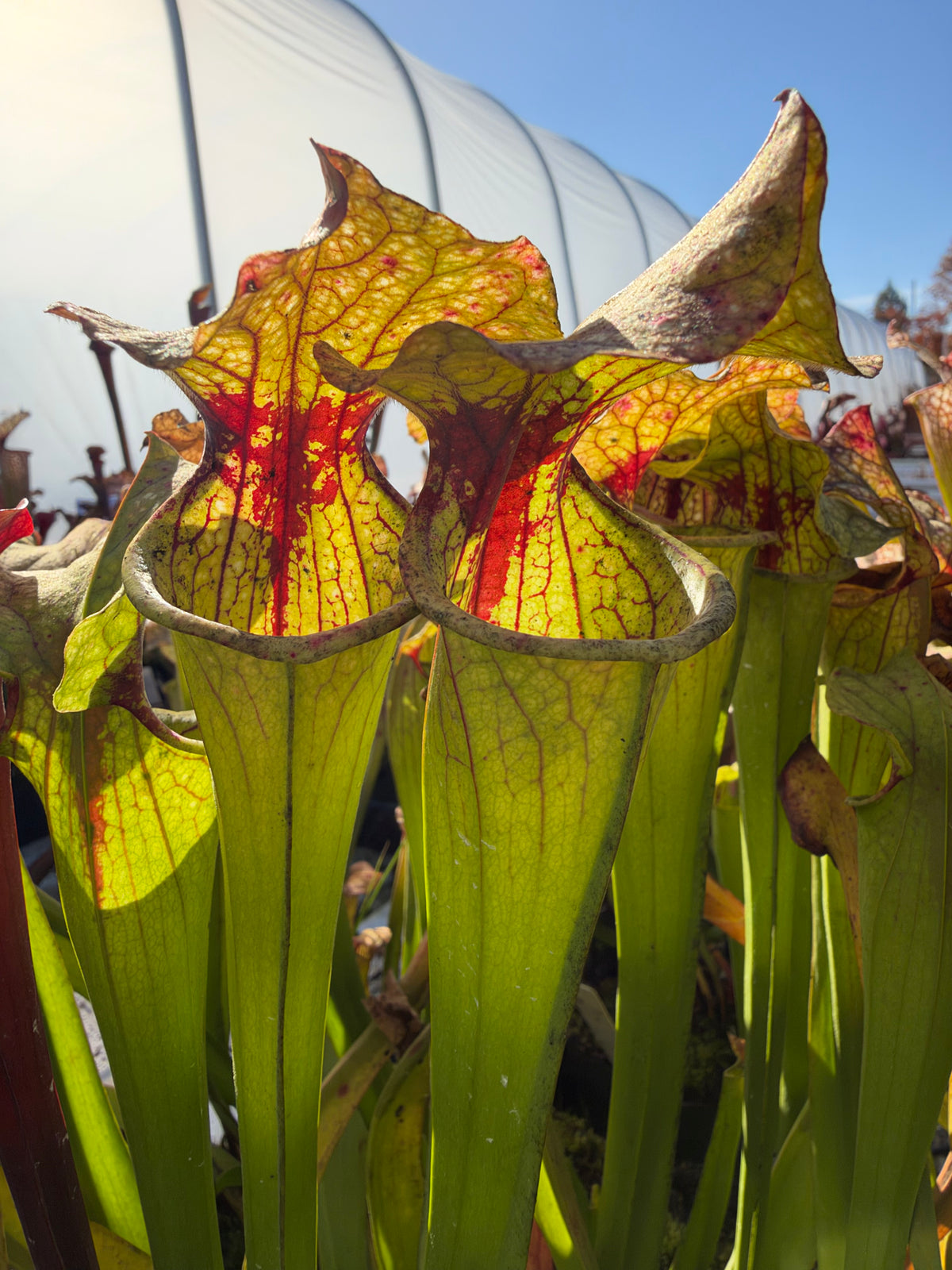 Sarracenia leucophylla x oreophila Grow outdoors in a plant nursery 
