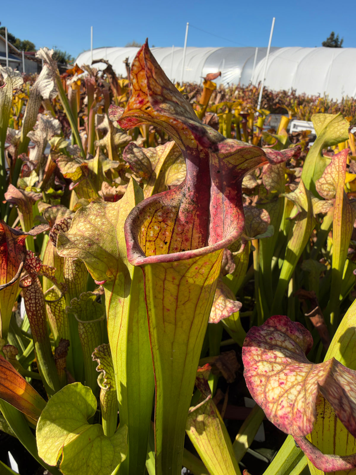 A sarracenia pitcher grows in an outdoor setting