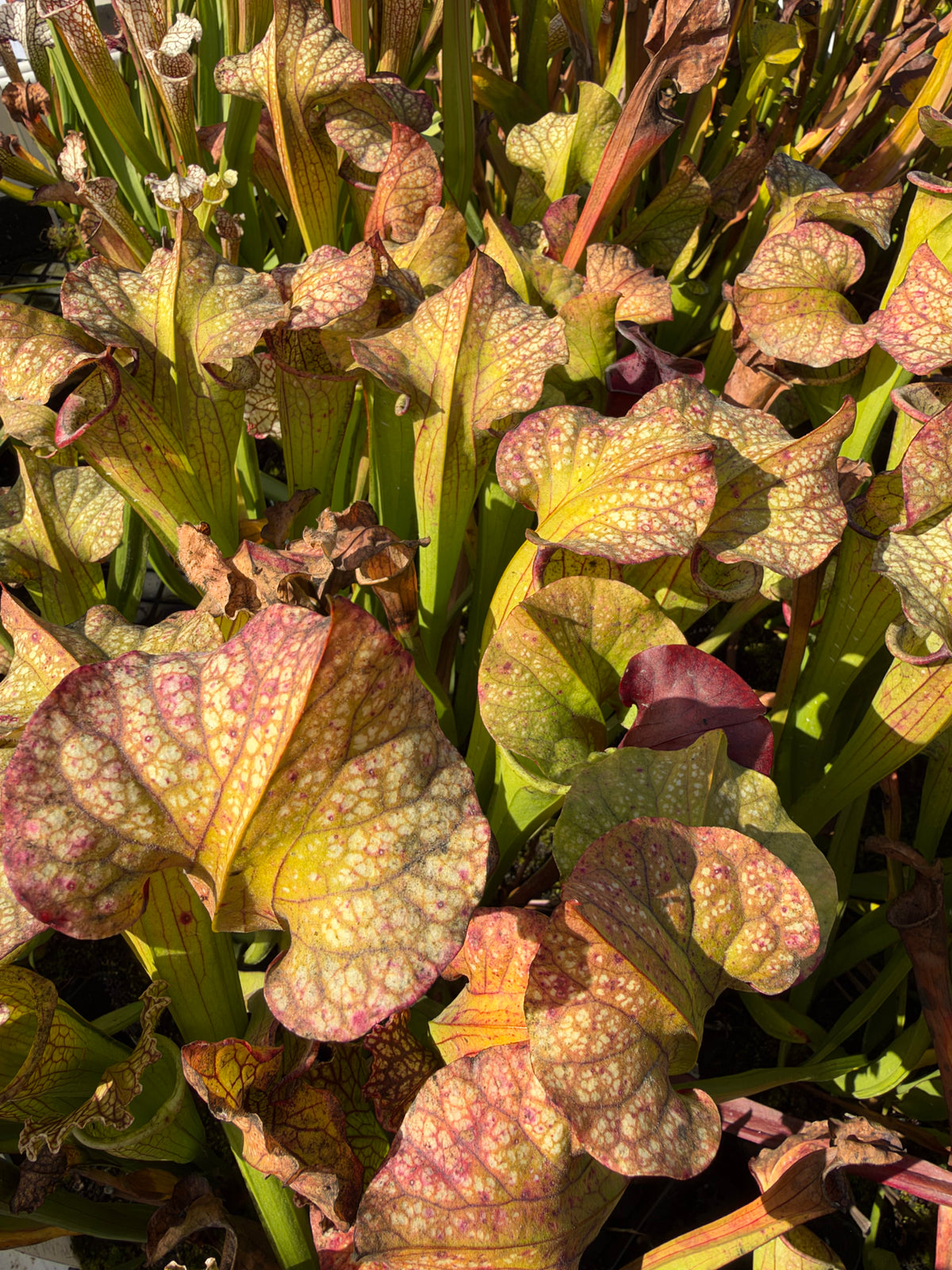 A top down view of sarracenia pitcher hoods