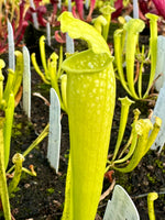 Sarracenia leucophylla x rubra ssp jonesii anthocyanin-free x complex purpurea hybrid anthocyanin-free