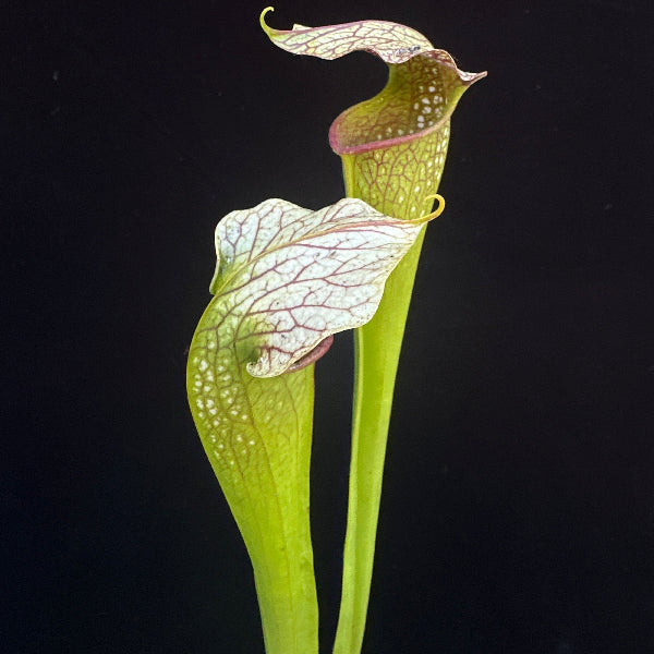 Sarracenia minor ‘Giant’ x ( x “Majesty” ) DG