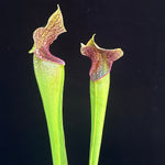 Sarracenia minor ‘Giant’ x ( x “Majesty” ) DG