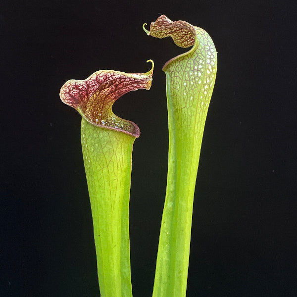 Sarracenia minor ‘Giant’ x ( x “Majesty” ) DG Potted