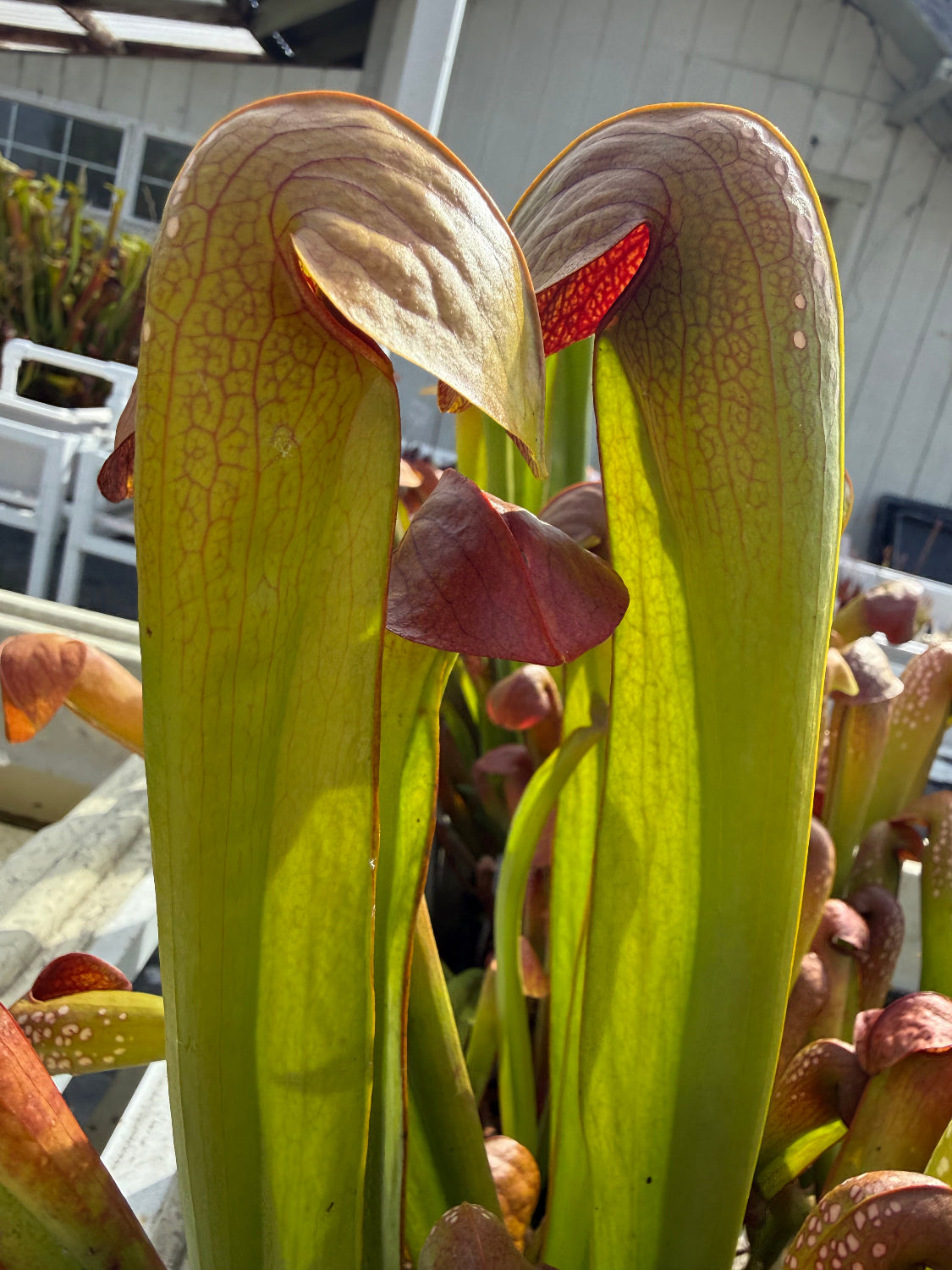Sarracenia minor var okefenokeensis Charleton Co, GA Pitcher Plant