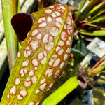 Sarracenia minor var okefenokeensis Charleton Co, GA Pitcher Plant