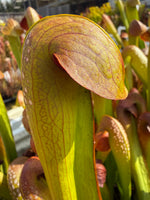 Sarracenia minor var okefenokeensis Charleton Co, GA Pitcher Plant