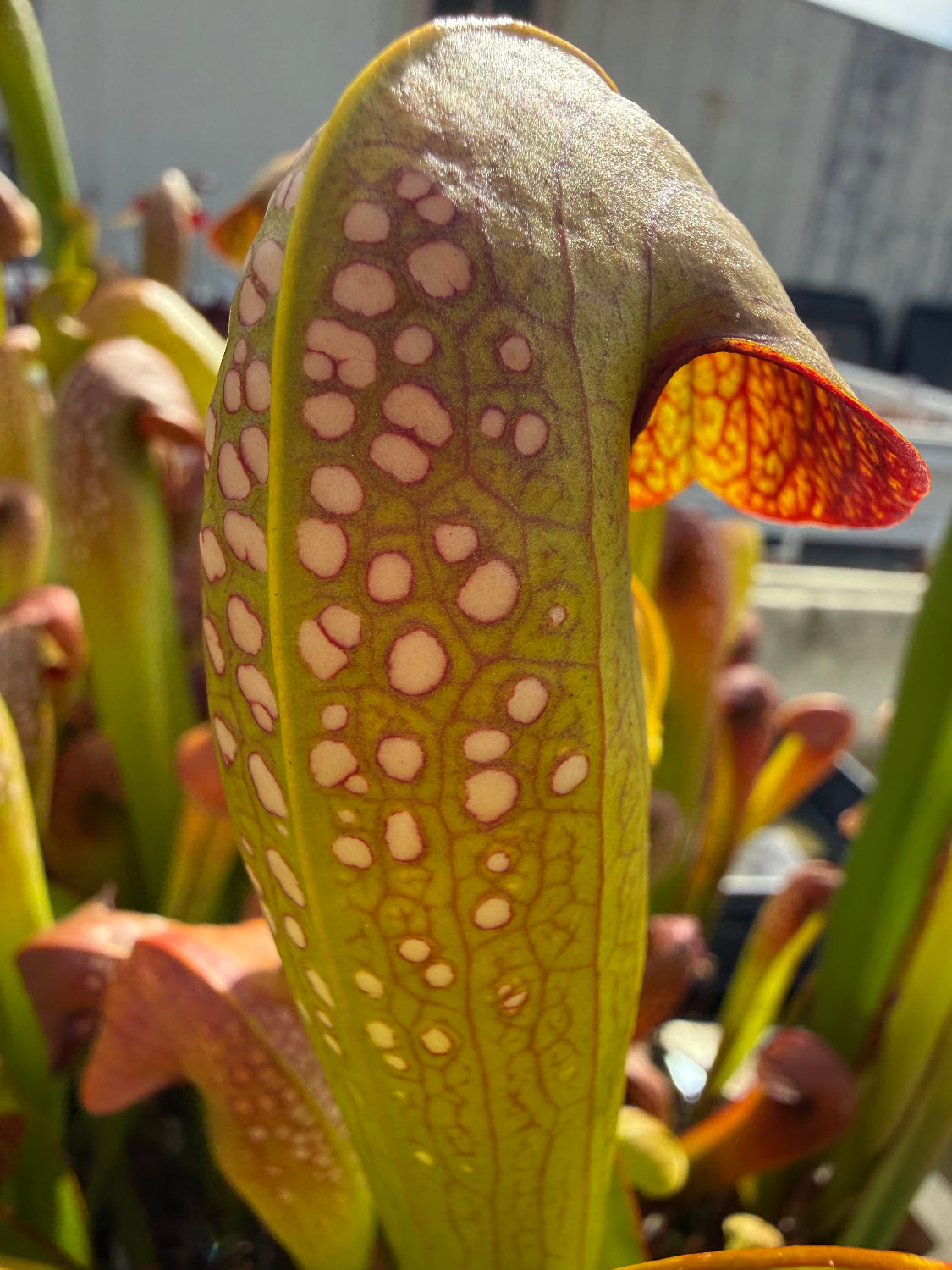 Sarracenia minor var okefenokeensis Charleton Co, GA Pitcher Plant