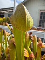 Sarracenia minor var okefenokeensis Charleton Co, GA Pitcher Plant