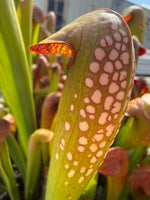 Sarracenia minor var okefenokeensis Charleton Co, GA Pitcher Plant