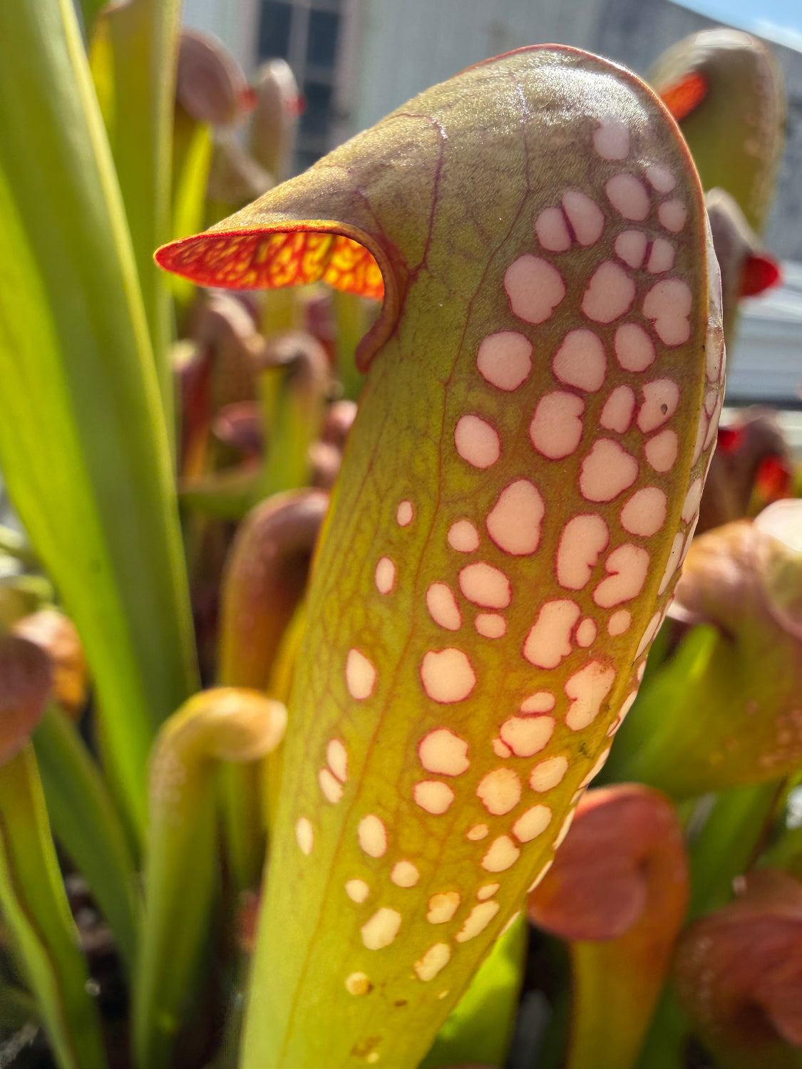 Sarracenia minor var okefenokeensis Charleton Co, GA Pitcher Plant