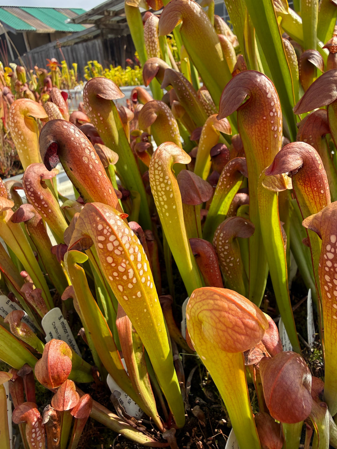Sarracenia minor var okefenokeensis Charleton Co, GA Pitcher Plant