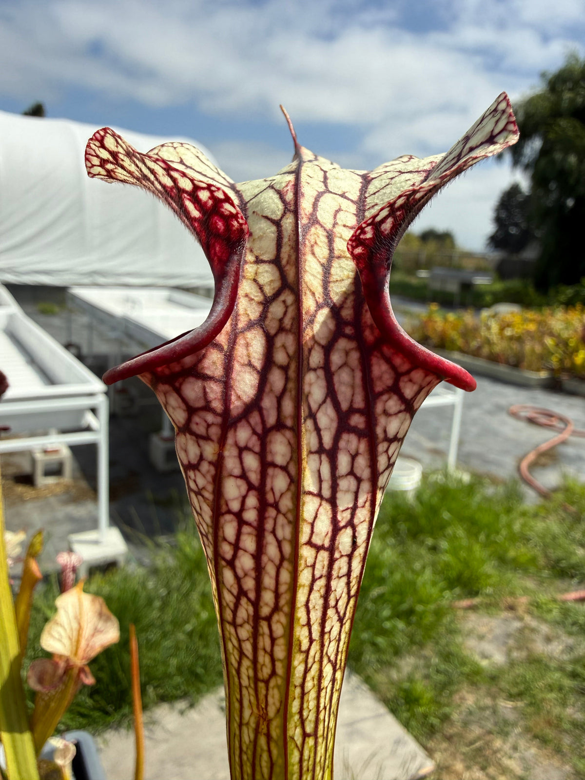 Sarracenia moorei x Adrian Slack Pitcher Plant