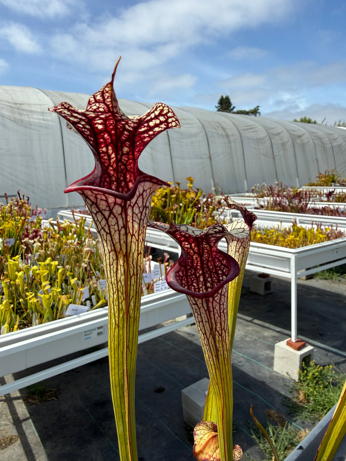 Sarracenia moorei x Adrian Slack Pitcher Plant