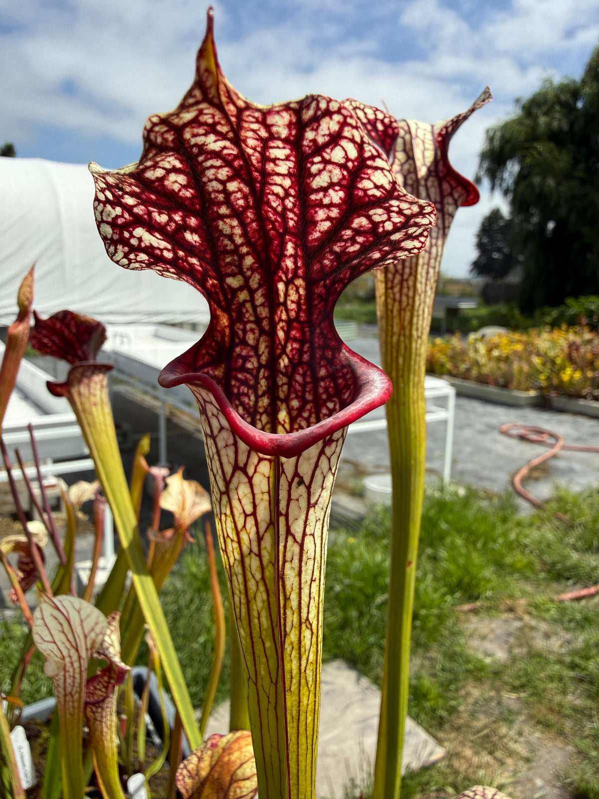 Sarracenia moorei x Adrian Slack Pitcher Plant