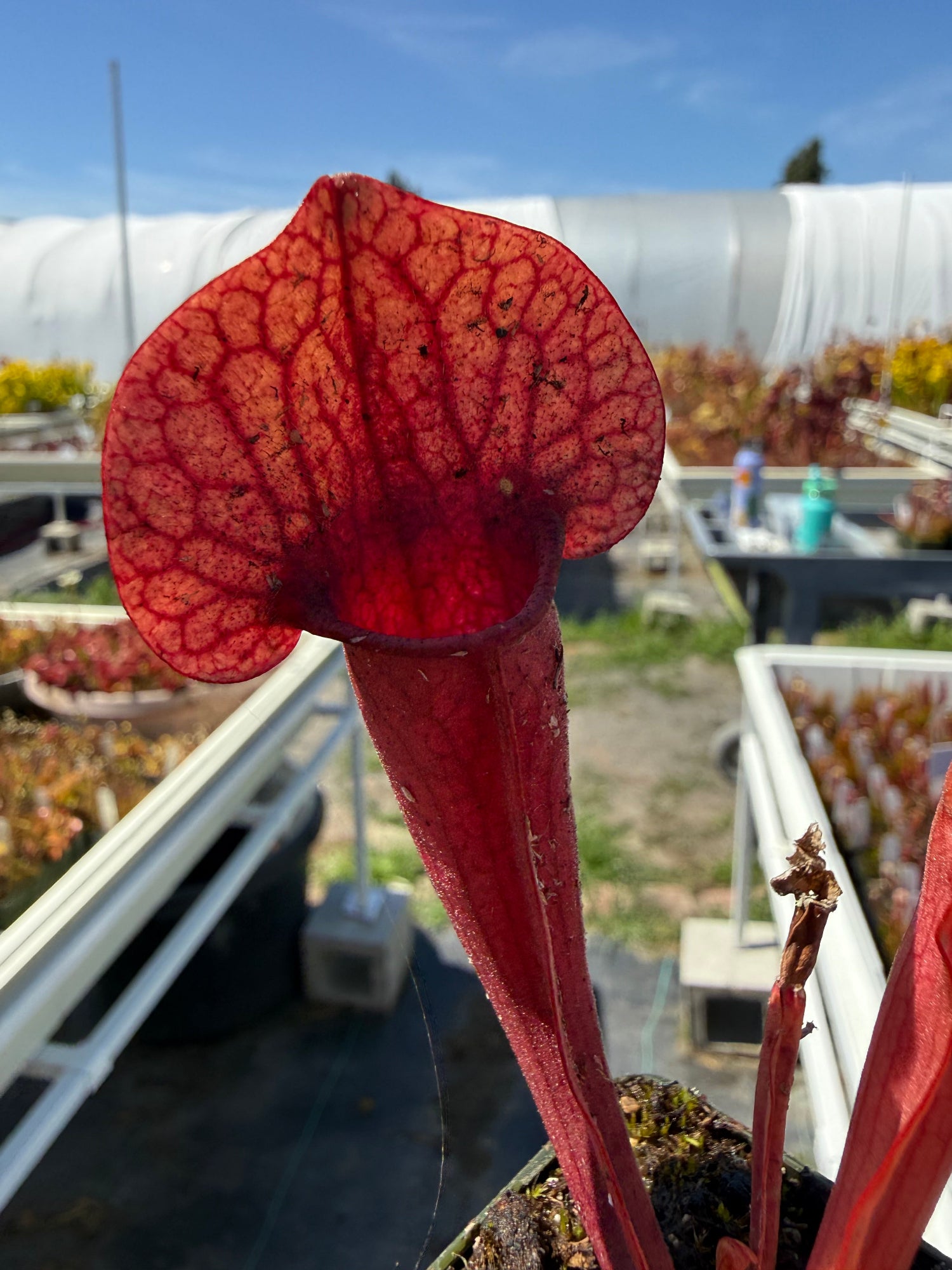 Sarracenia oreophila Sand Mt x purpurea ssp venosa var burkii Jim Miller Pitcher Plant