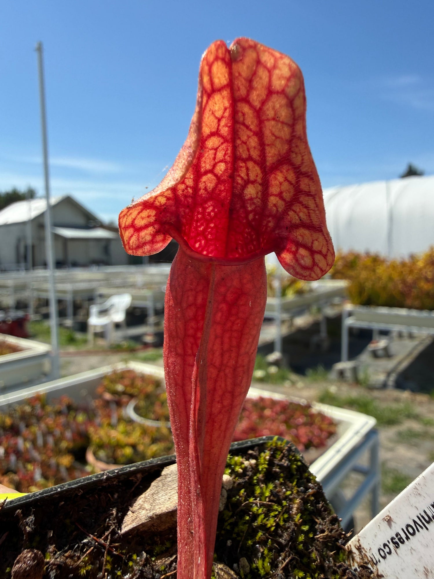 Sarracenia oreophila Sand Mt x purpurea ssp venosa var burkii Jim Miller Pitcher Plant