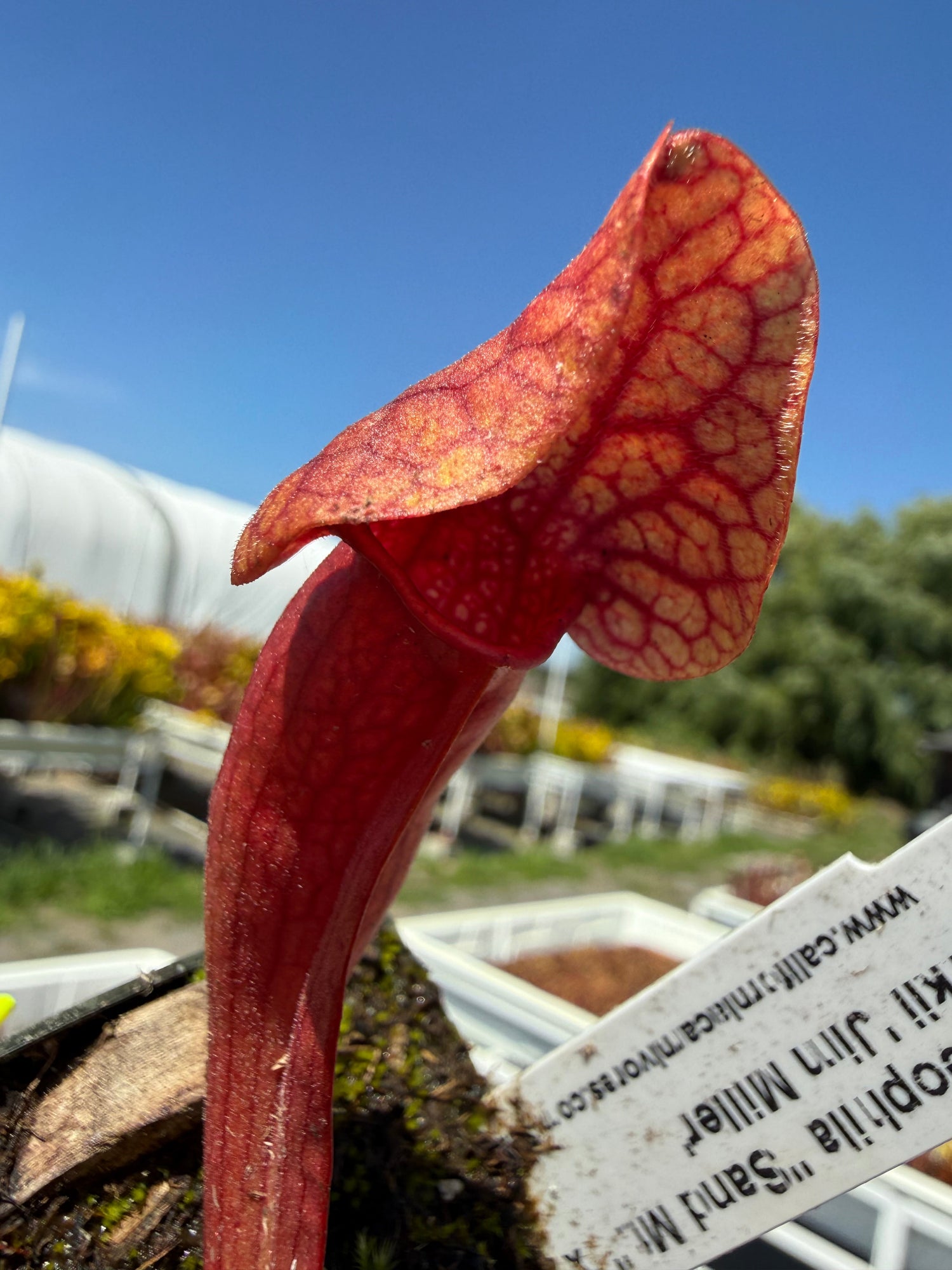 Sarracenia oreophila Sand Mt x purpurea ssp venosa var burkii Jim Miller Pitcher Plant